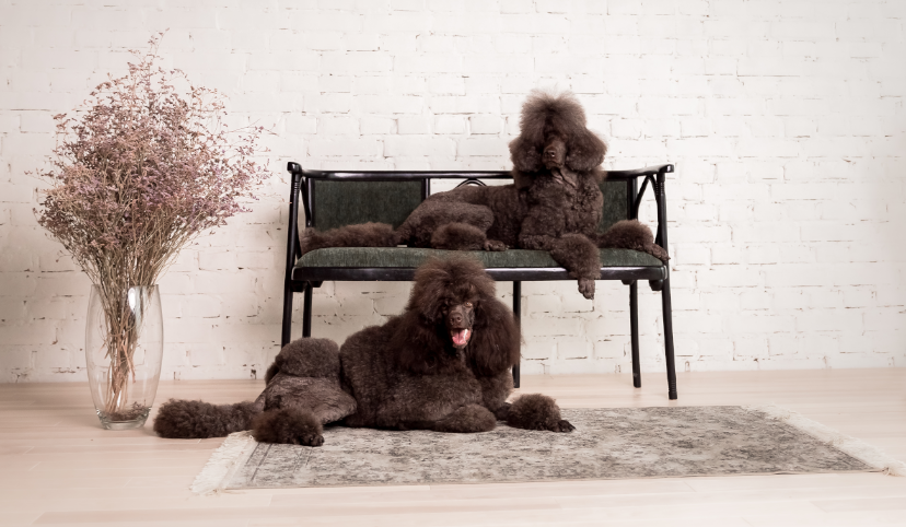 A Place to Call Home- Pet-Friendly Features for Luxury Homes