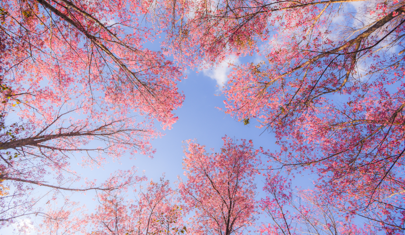 Blooms and Bliss-The Best Spring Destinations_