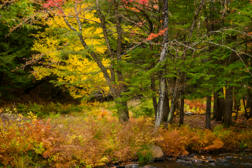 New England, USA- Where Fall Dreams Are Painted