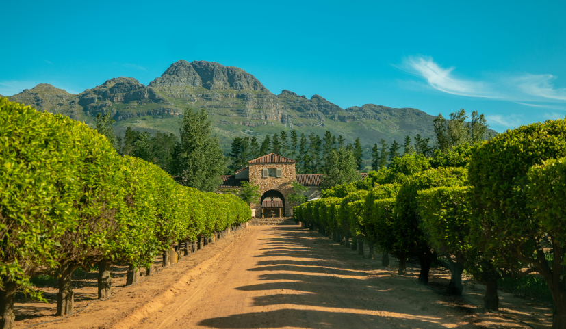 Sipping in Luxury- Exploring the Top Wine Regions of the World
